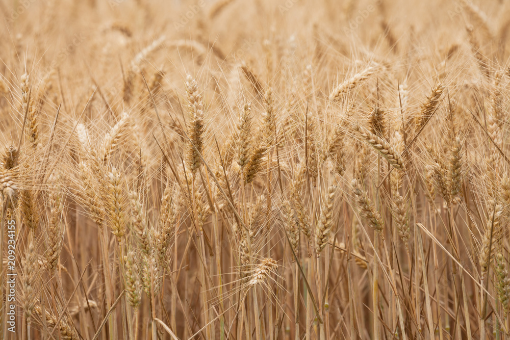 close up on ripe wheat ears on reaping time close up on ripe wheat ears on reaping time