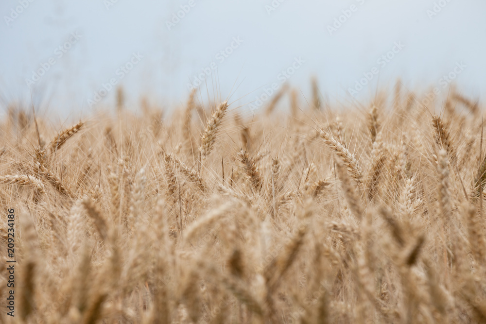 Fototapeta premium close up on ripe wheat ears on reaping time