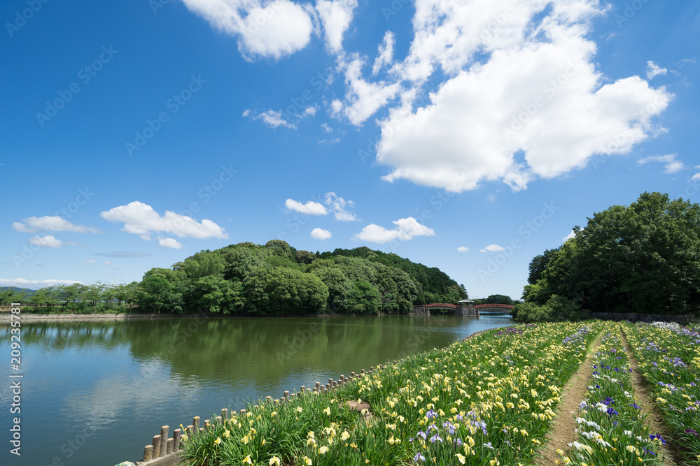 ハナショウブ(香川県亀鶴公園)