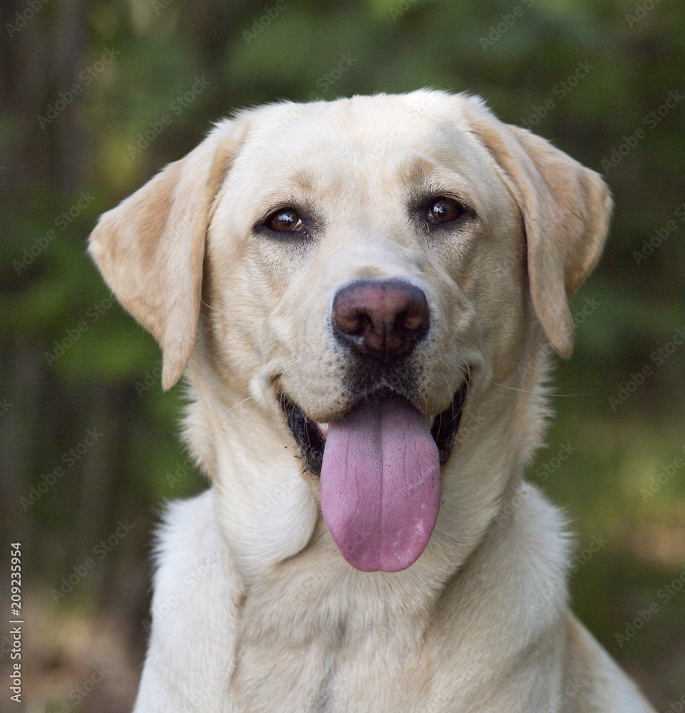 Portret labrador retriever.