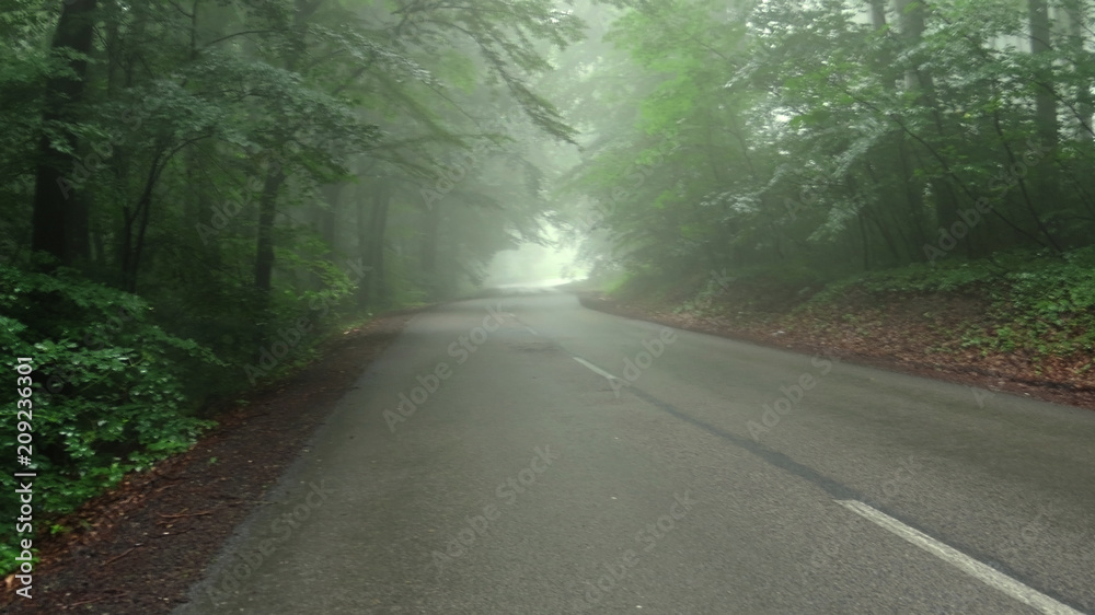 Obraz premium Foggy road through a forest 