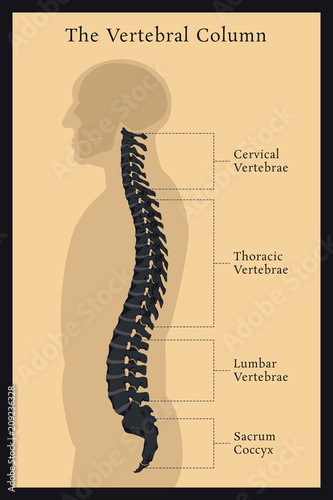 Vertebral Column. All Vertebrae Cervical Thoracic Lumbar Sacral and Coccygeal. Human Body Anatomy