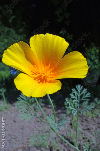 Fototapeta Naklejka Na Ścianę i Meble -  islandmohn