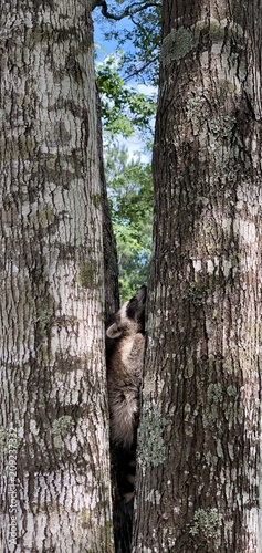 Raccoon kit  photo