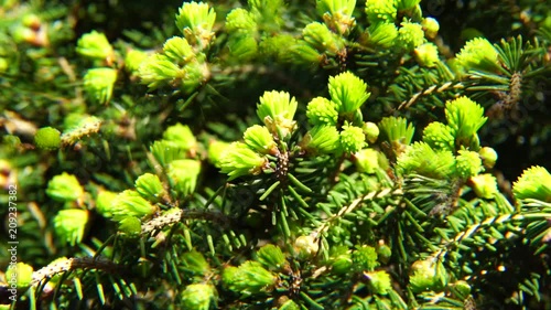 Close-up of green young needles spruce Picea abies in spring in fivefold reflection in the park of the foothills of the Caucasus photo