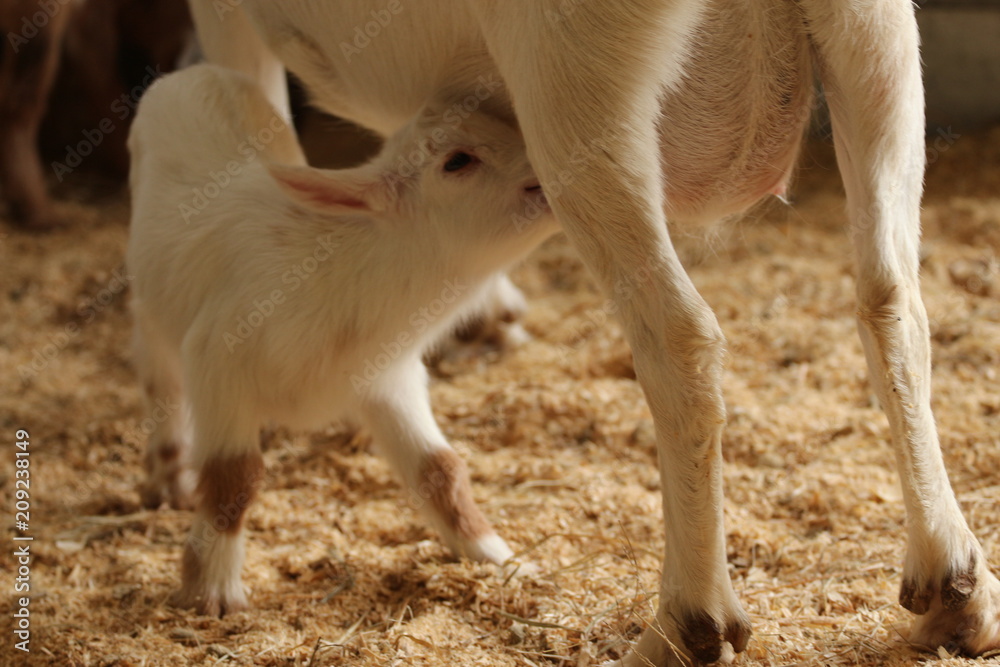 Baby goat drinking milk from its mother Baby goat drinking milk from its mother