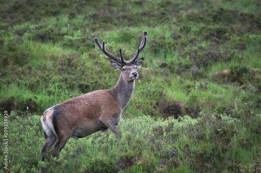 Red Deer with Antler Velvet in Scottish Highlands Red Deer with Antler Velvet in Scottish Highlands