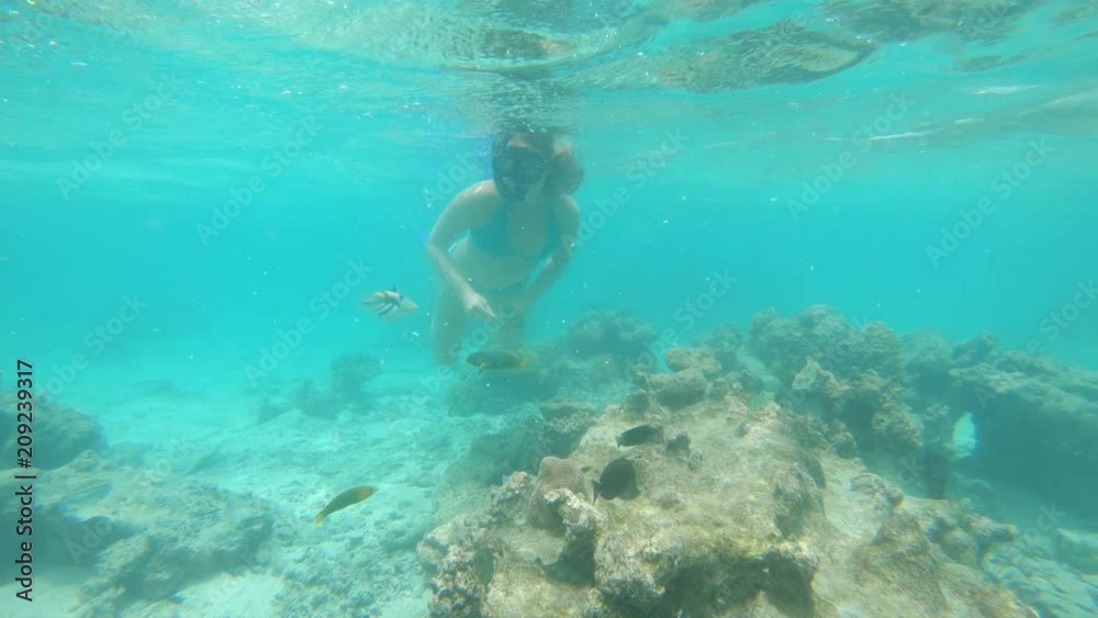 UNDERWATER: Young woman in bikini snorkels around the stunning turquoise ocean and feeds the curious exotic fish. Diver girl exploring the bleached corals feeds the few remaining fish a piece of bread UNDERWATER: Young woman in bikini snorkels around the stunning turquoise ocean and feeds the curious exotic fish. Diver girl exploring the bleached corals feeds the few remaining fish a piece of bread
