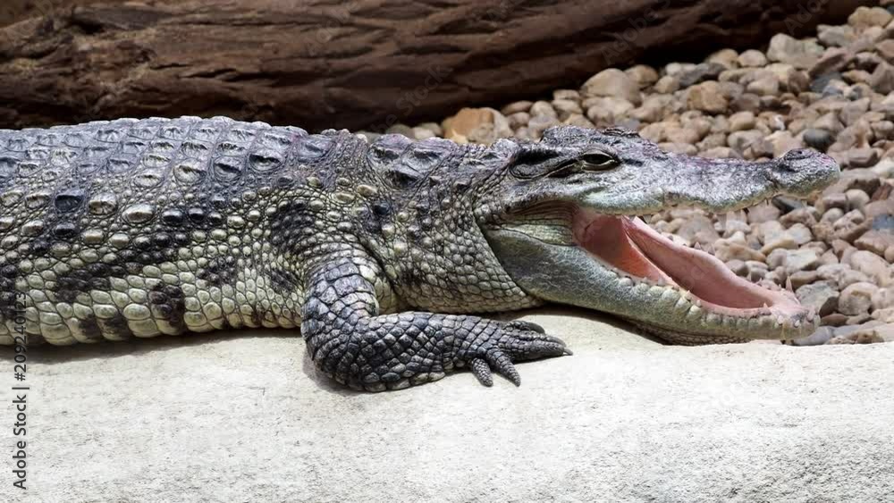 Siamese crocodile. Close up of siamese crocodile (Crocodylus siamensis) Siamese crocodile. Close up of siamese crocodile (Crocodylus siamensis)
