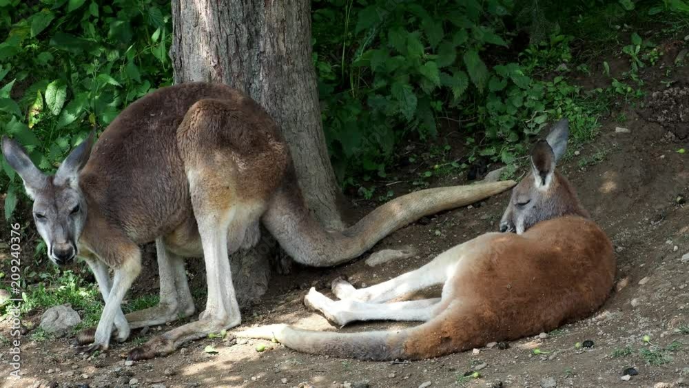 Kangaroos (Macropus rufus) in nature Kangaroos (Macropus rufus) in nature