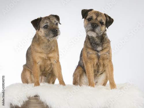 Border terrier dog portrait. Image taken in a studio with white background.