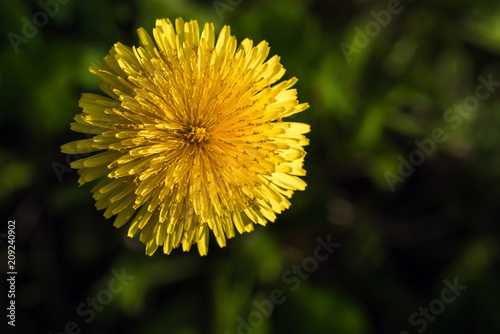 Fototapeta Naklejka Na Ścianę i Meble -  Yellow dandelion flower