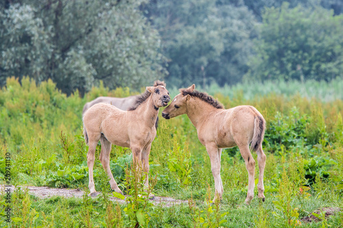 wild konik horse foals playing together in the Dutch Oostvaardersplassen nature reserve