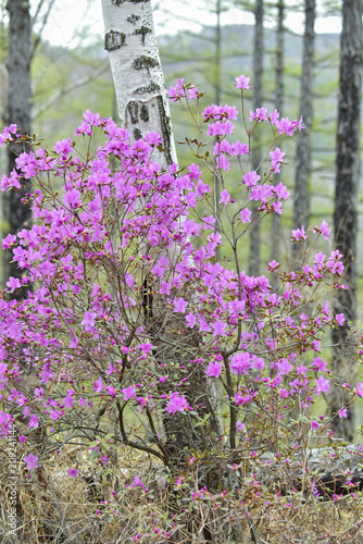 Fototapeta Naklejka Na Ścianę i Meble -  Rhododendron sichotense. Russian far East. Seaside forest in April. On the mountain slopes grow rhododendrons sikhotinski