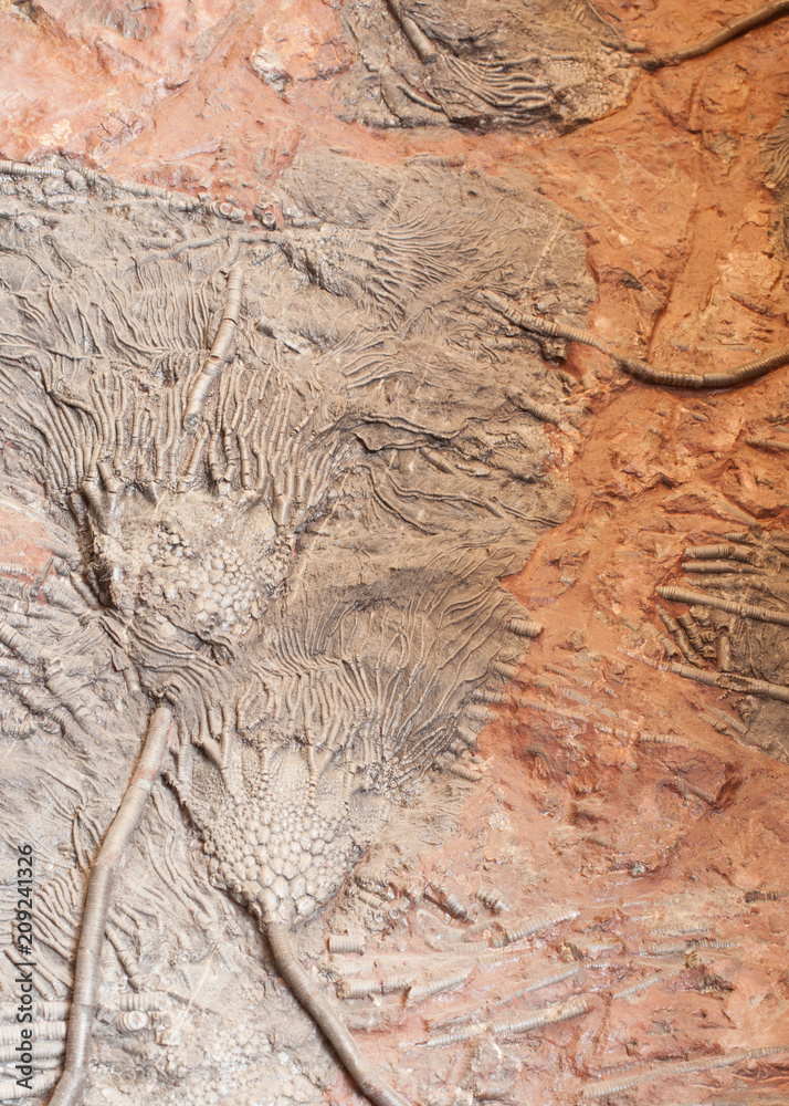 Obraz premium Crinoid fossils in sandstone