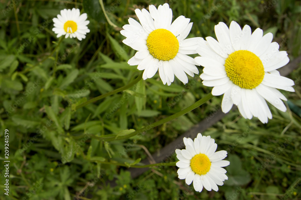 Obraz premium Chamomile. Blooming daisies, white with yellow flower