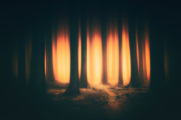 fantasy dark forest with sunlight