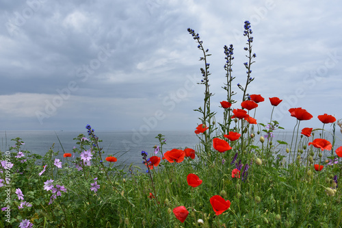 Fototapeta Naklejka Na Ścianę i Meble -  Red poppies, wild flowers and herbs; Out of focus seascape at background