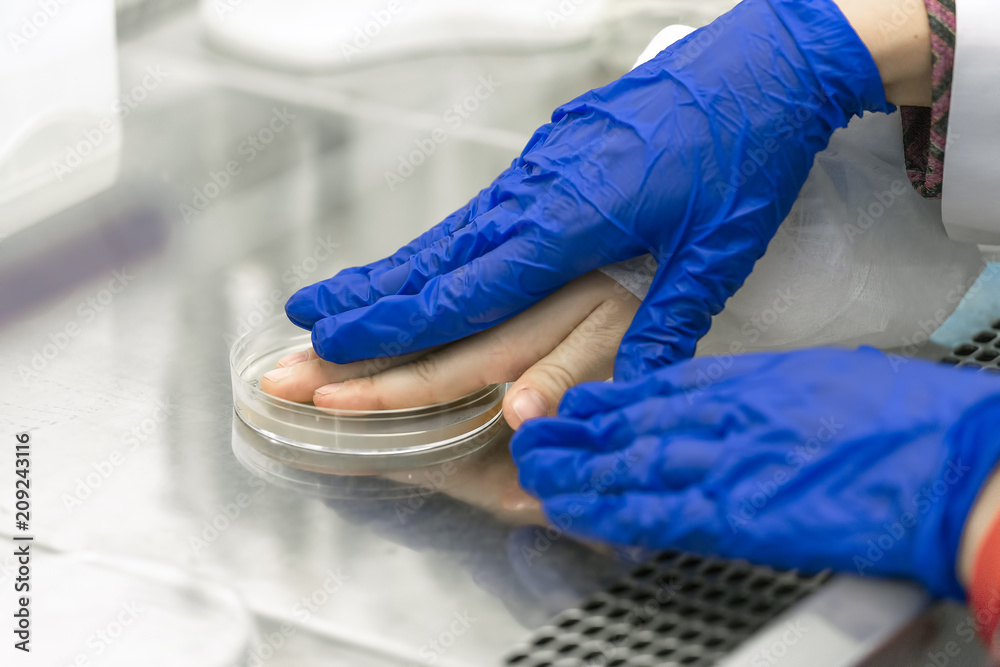 Hands of the laboratory technician take a bacteriological sample from