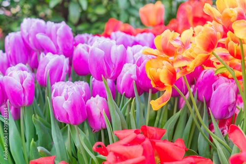 Fototapeta Naklejka Na Ścianę i Meble -  field of blooming colorful tulips, spring flowers in the garden