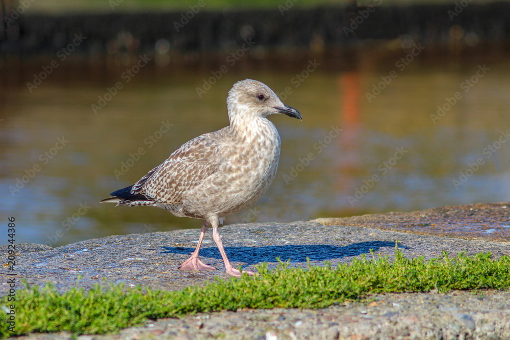 Seagull Walking on a Harbour Wall Seagull Walking on a Harbour Wall