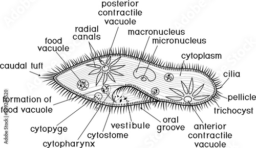 Coloring page. Structure of Paramecium caudatum with titles