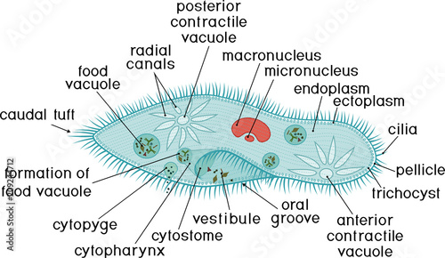 Structure of Paramecium caudatum with titles