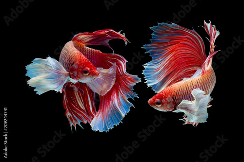 The moving moment beautiful of red half moon siamese betta fish or dumbo betta splendens fighting fish in thailand on black background. Thailand called Pla-kad or big ear fish.