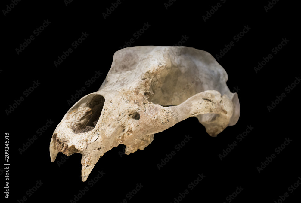 Ursus espelaeus cranium. Isolated