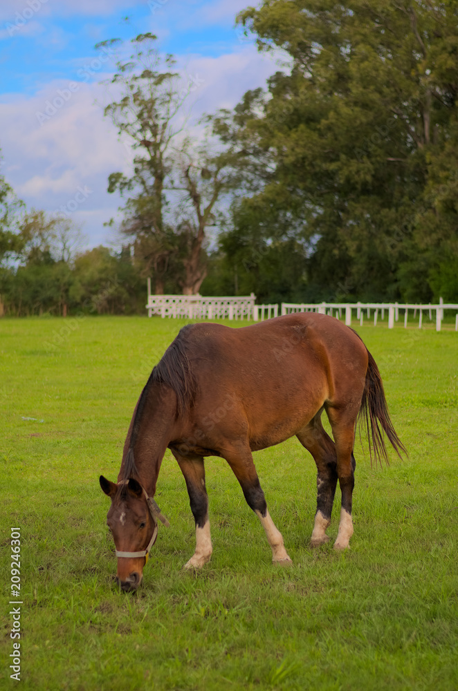 Caballo Marrón Pastando en el pasto Caballo Marrón Pastando en el pasto