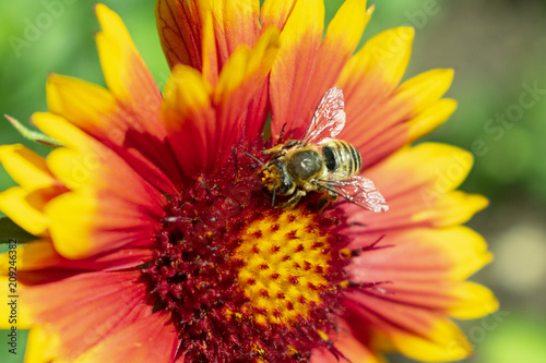 a bee, collects pollen from a bright red-yellow flower close-up