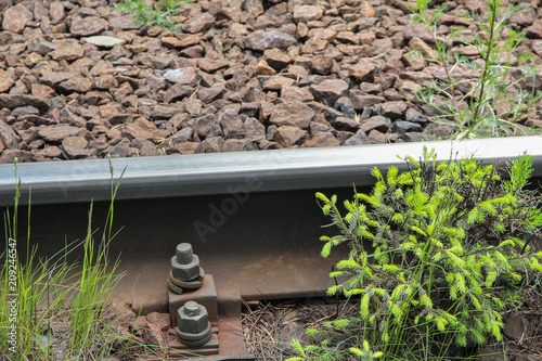 Wallpaper Mural the railway is overgrown with forest Torontodigital.ca