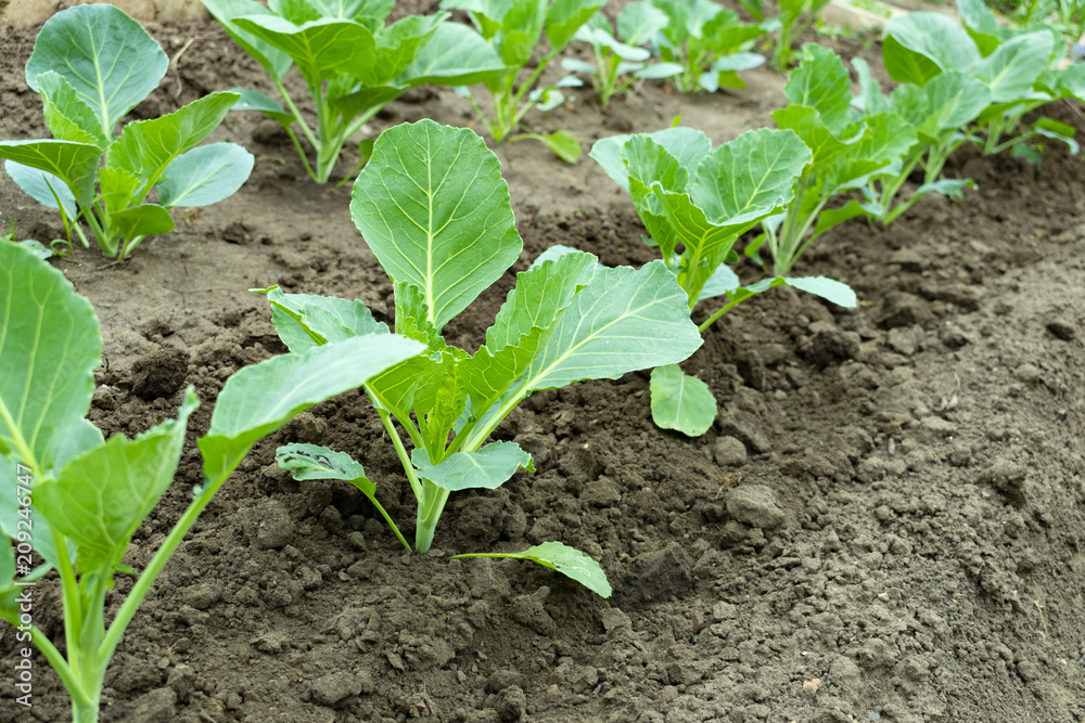 a garden in the garden with young cabbage planted in rows a garden in the garden with young cabbage planted in rows