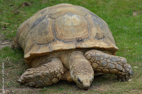 Tortoise