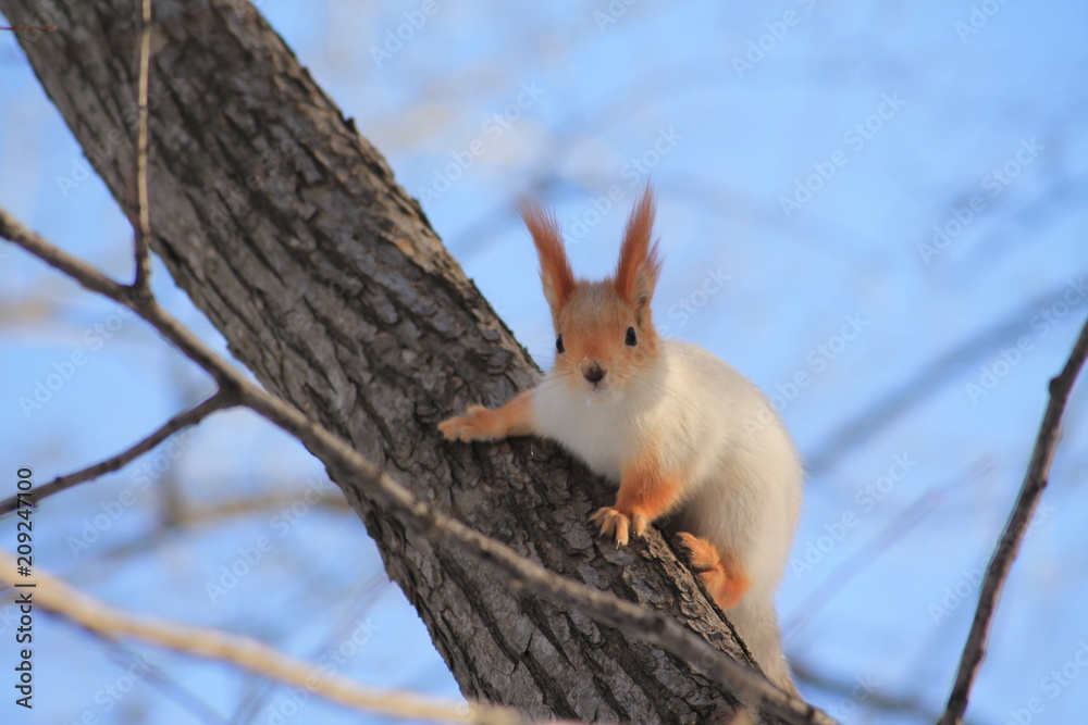 Fototapeta premium squirrel