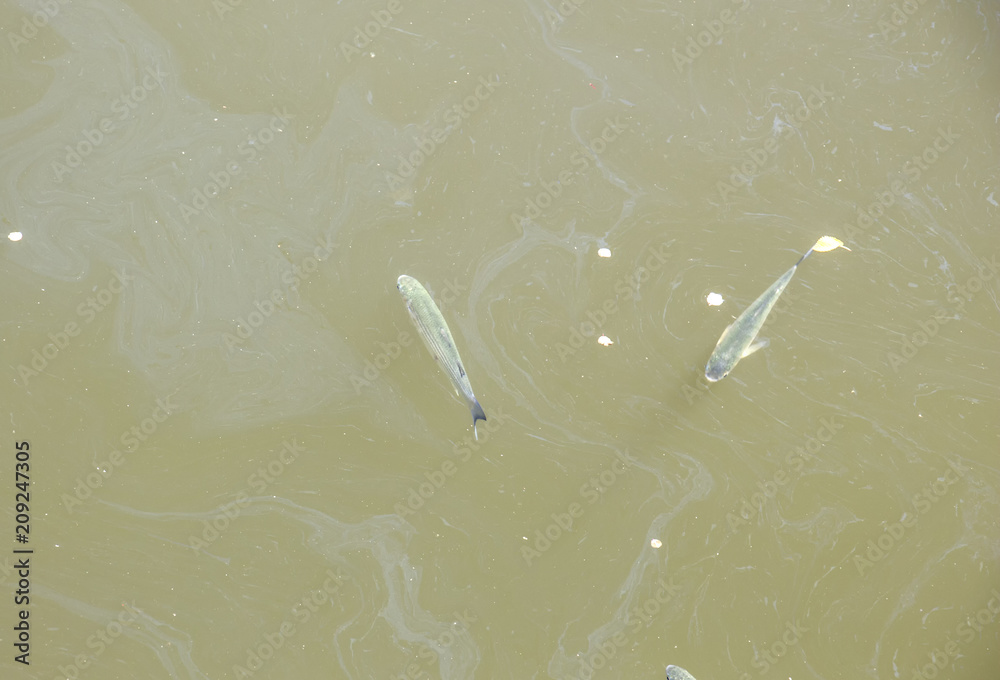 Pisces in the sea. Fishes in the Caspian Sea Baku. Pisces in the sea. Fishes in the Caspian Sea Baku.