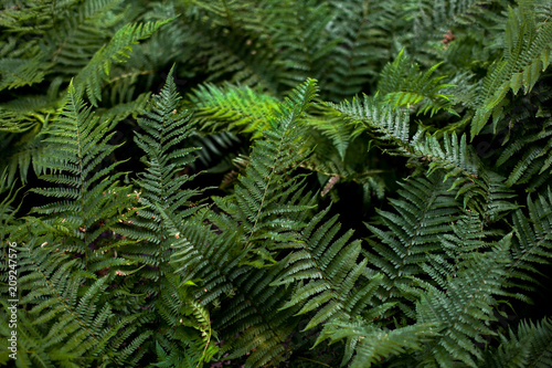 Perfect natural fern pattern. Beautiful background made with young green fern leaves. Color of kale.