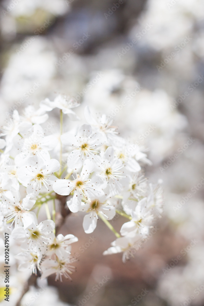 Cherry Blossom 5