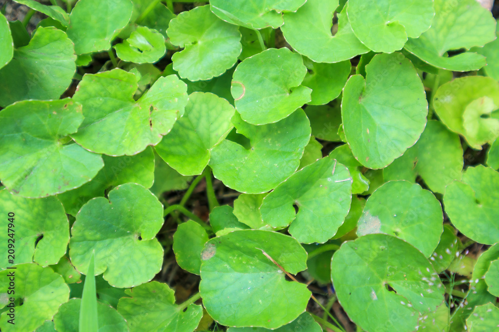 Herbal medicine leaves of Centella asiatica known as gotu kola Herbal medicine leaves of Centella asiatica known as gotu kola