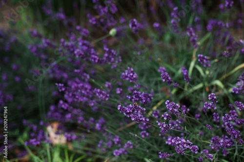 Lavender flowers blooming in a field.flowerbed in the park