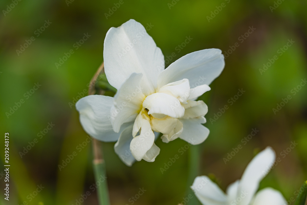 White Narcissus White Narcissus