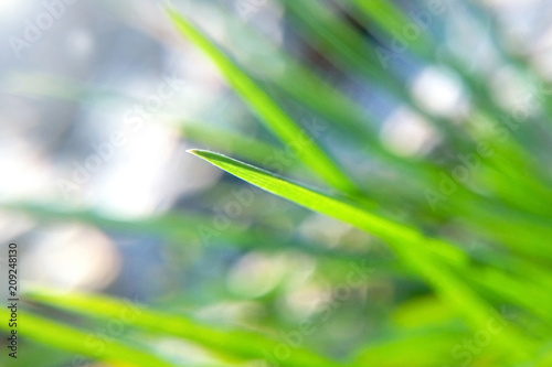 Closeup view of a nature of a green grass in the forest sunlight, natural plants, for use as a background or wallpaper