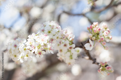 Cherry Blossom 14