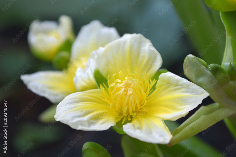 Yellow velvetleaf flower, Limnocharis sp., from Central of Thailand