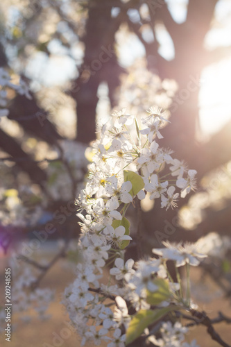 Cherry Blossom 19