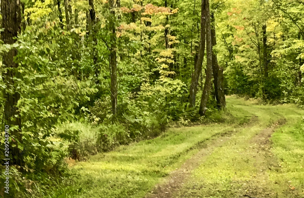 Fototapeta premium Low Maintenance