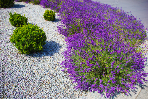 Spring lavender.Lavender farm.Landscape design.