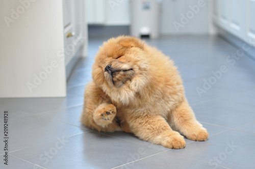 Chow chow puppy scratching fleas. Puppy scratching fleas in the house