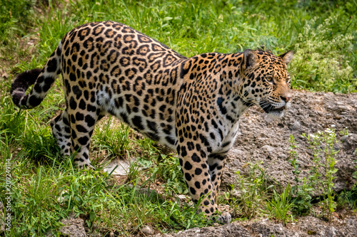 Großer Jaguar auf der Jagd © Johannes Aßlaber