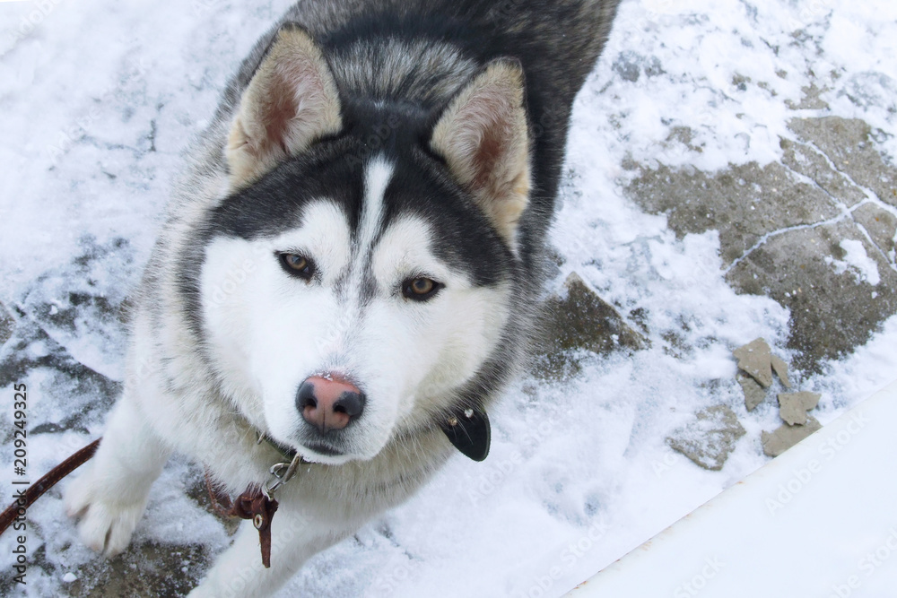 Cute Siberian Husky looking loose and beautiful dog in the snow in winter